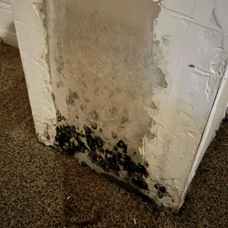 Professional Mold Removal in Foley, AL